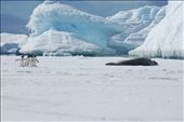 Gentoos & Fur Seal sharing the ice floe.: by expedition, Views[261]