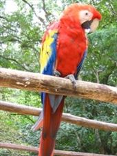 Parrot in Honduras: by explorerdotgone, Views[171]