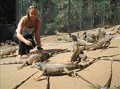 An Iguana rescue centre: by explorerdotgone, Views[198]