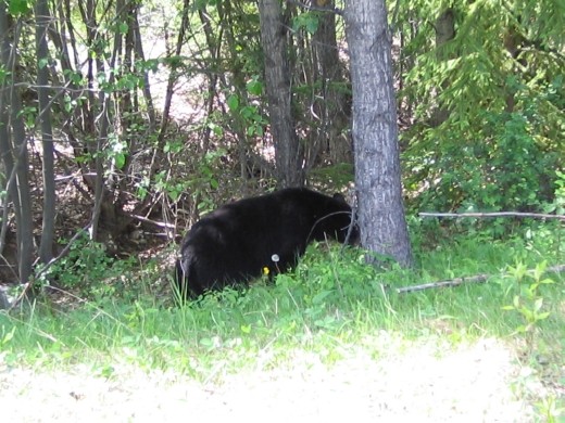 Black bear on the side of the road on the way to Maligne Lake