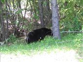 Black bear on the side of the road on the way to Maligne Lake: by explorerdotgone, Views[214]