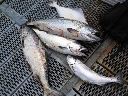 Salman catch of the day.....took ages to eat this lot!!!  Sockeye, coho...