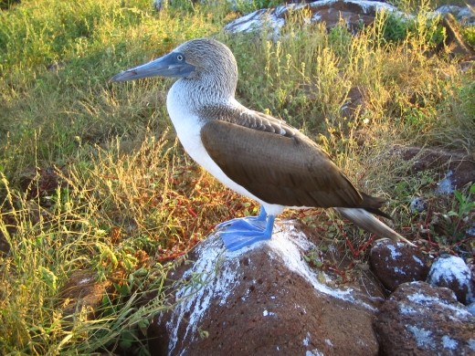 Blue Footed Boobie