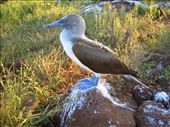 Blue Footed Boobie: by explorerdotgone, Views[159]