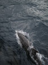 by explorerdotgone, Views[160]