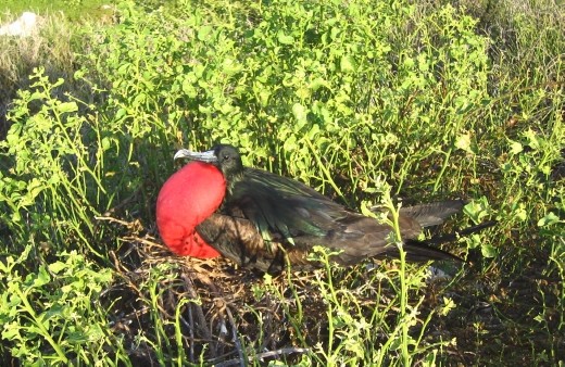 Friage Bird on his nest.