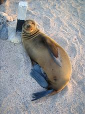A little seal doing a dance around a pole for me:D: by explorerdotgone, Views[200]