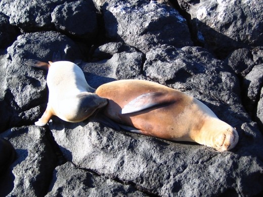 A sealion cub suckling its mother
