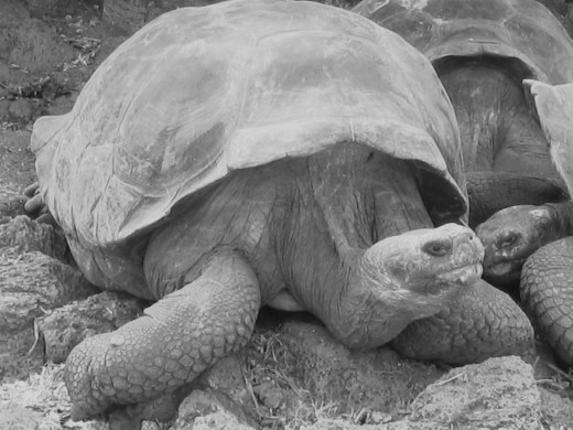 Gaint Land Tortoise