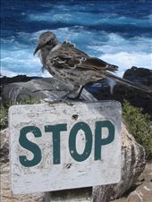 A Mocking Bird: by explorerdotgone, Views[223]