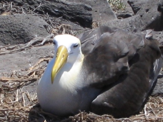 A Waved Albatross