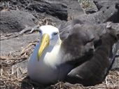 A Waved Albatross: by explorerdotgone, Views[200]