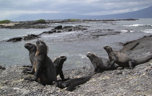 Marine Iguanas