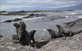 Marine Iguanas: by explorerdotgone, Views[185]