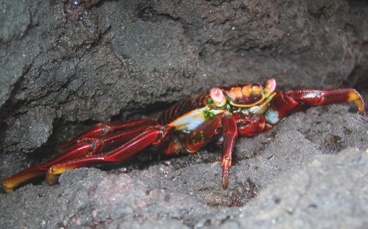 A Sally-Lightfoot Crab