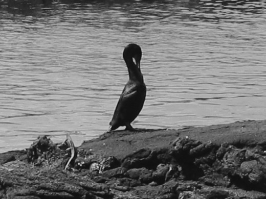 A Flightless Cormorant