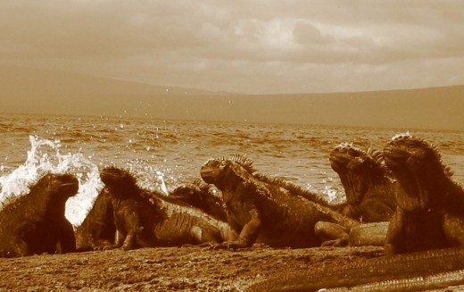 Marine Iguanas