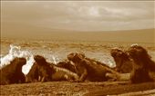 Marine Iguanas: by explorerdotgone, Views[196]