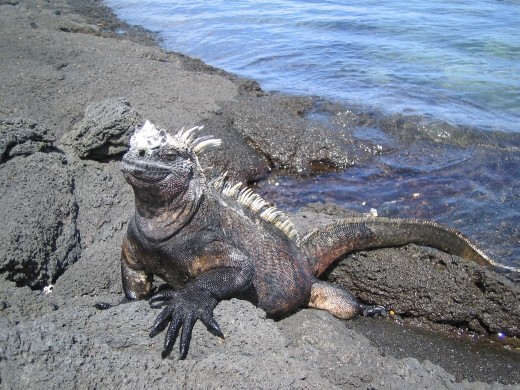 Marine Iguana