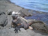 Marine Iguana: by explorerdotgone, Views[207]