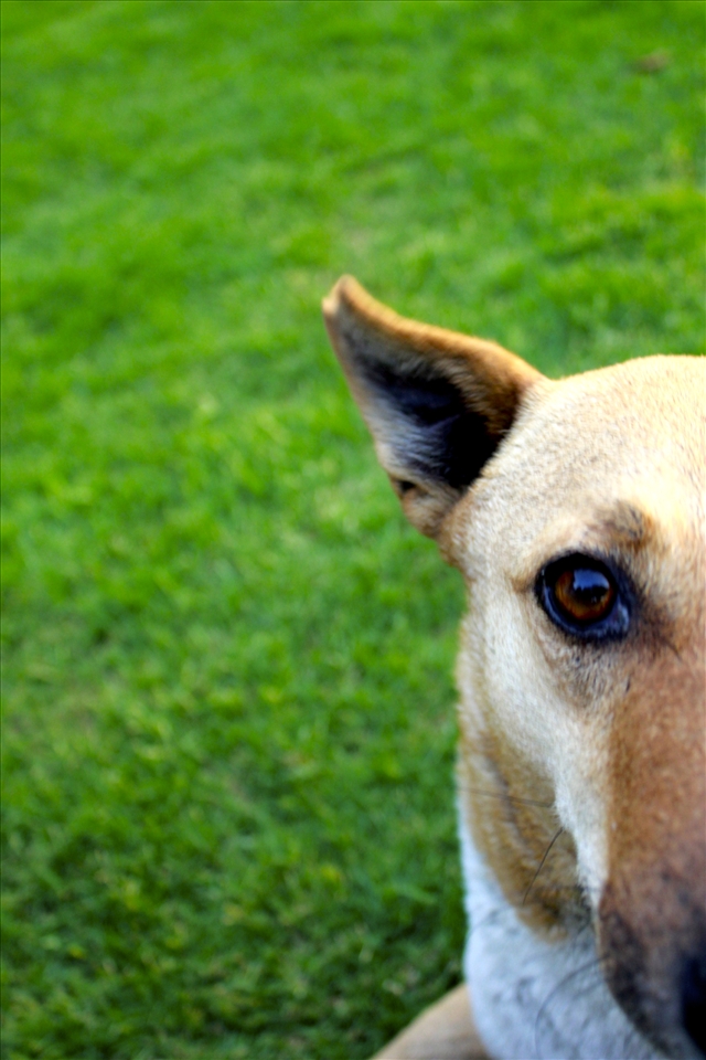 Even the mute can convey feelings of joy, fear, misery, faith and hope.