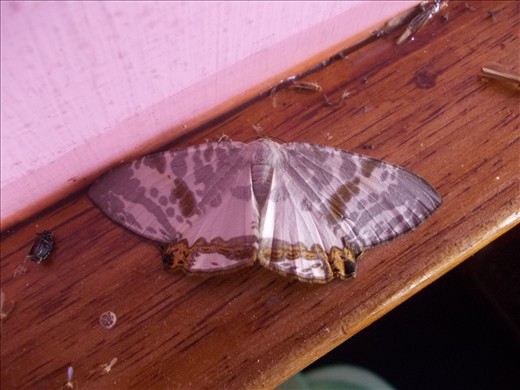 A moth, lower portion of its wings are like a range of mountains.