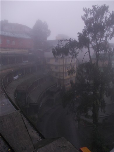 A few pigeons are resting at a branch like night, at 8 am in the morning.