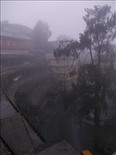 A few pigeons are resting at a branch like night, at 8 am in the morning.