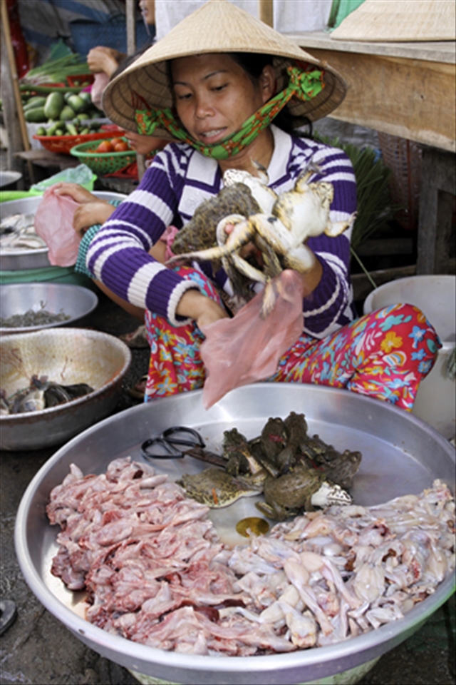 Eighteen species of frogs and snakes were seen being traded. Here, a lady has been busy skinning frogs legs. These Chinese Bullfrogs (Hoplobatrachus rugulosus) are even sold alive, most likely used in soups. Unless these frogs are being commercially farmed, they will eventually decline in this area.