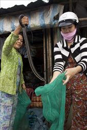 Many bags containing hundreds of snakes were on offer to purchase. Snakes are a delicacy in Vietnam and are seen on the menu in most local restaurants. The amount of snakes for sale could no way be sustainable and therefore this trade must be playing a huge impact on snake populations in this area.: by eyefornature, Views[408]