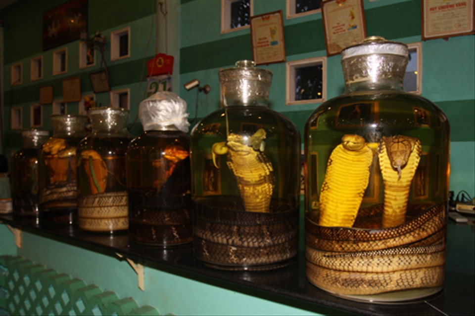 Large three meter long King Cobras (Ophiophagus Hannah) are now very rarely seen in the wild. Many of these large specimens where captured to be placed in wine bottles and purchased to symbolise a wealth status to those who could afford it.