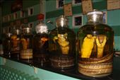 Large three meter long King Cobras (Ophiophagus Hannah) are now very rarely seen in the wild. Many of these large specimens where captured to be placed in wine bottles and purchased to symbolise a wealth status to those who could afford it.: by eyefornature, Views[407]