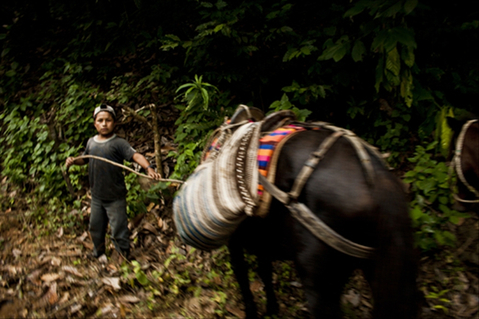 A boy guides a small herd of horses to deliver the coffee fruit to the village