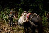 A boy guides a small herd of horses to deliver the coffee fruit to the village: by eyeofblitzcraig, Views[284]