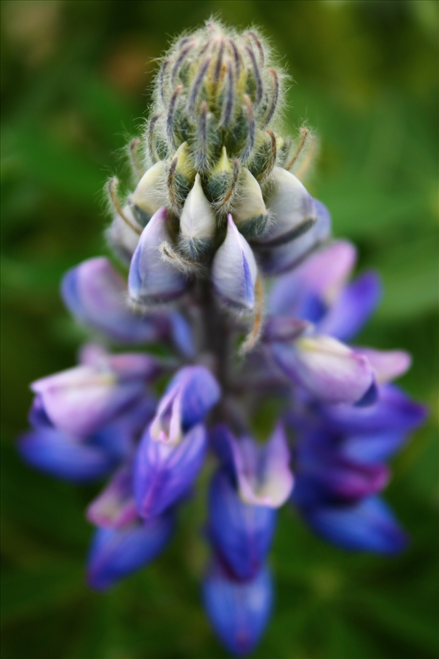 Iceland's beautiful Lupine in bloom