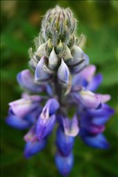 Iceland's beautiful Lupine in bloom: by eyeswideopen, Views[403]