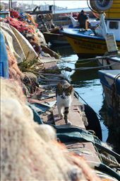 This time curiosity did not kill the cat.: by eyyup, Views[226]