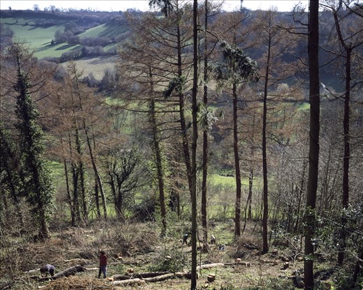 Tinker's Bubble is an off-grid eco-village camouflaged in the English landscape