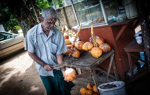 Sunny Sri Lankan afternoons mean that Tillekeratne usually sells most of his King Coconuts. The fruits come from a tree in his own garden and sell at about Rs. 40(US$ 0.32) a fruit.  