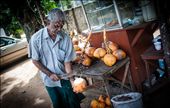 Sunny Sri Lankan afternoons mean that Tillekeratne usually sells most of his King Coconuts. The fruits come from a tree in his own garden and sell at about Rs. 40(US$ 0.32) a fruit.  : by fahad_farook, Views[730]
