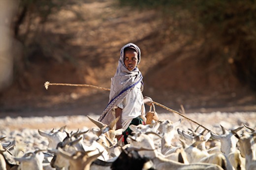 Not Enough Water to sustain livestock in Somaliland 