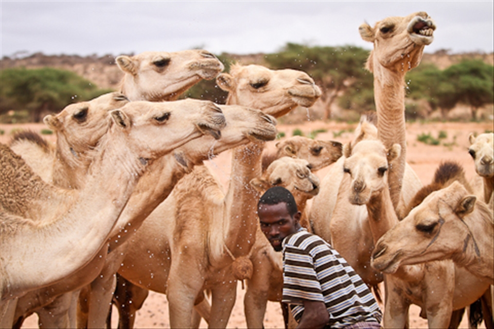 Relief for the ship of the desert known for its tolerance of thirst - Somaliand