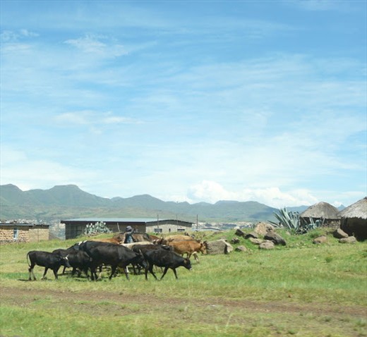 Teboho roams with his cattle. Herders spend much of their time alone with their flock. In the highlands of Lesotho, where pastures are more scarce, herders can spend up to six months away from their families wandering with their herd.