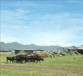 Teboho roams with his cattle. Herders spend much of their time alone with their flock. In the highlands of Lesotho, where pastures are more scarce, herders can spend up to six months away from their families wandering with their herd.: by faizafarah, Views[346]