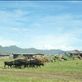 Teboho roams with his cattle. Herders spend much of their time alone with their flock. In the highlands of Lesotho, where pastures are more scarce, herders can spend up to six months away from their families wandering with their herd. by: faizafarah Views[308]