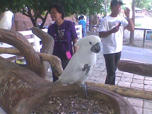 This bird in Baluarte Zoo seems to want to make friends, to combat her loneliness in captivity; a demonstration of optimism and a willingness to adapt to a strange environment, and definitely an attitude to emulate.