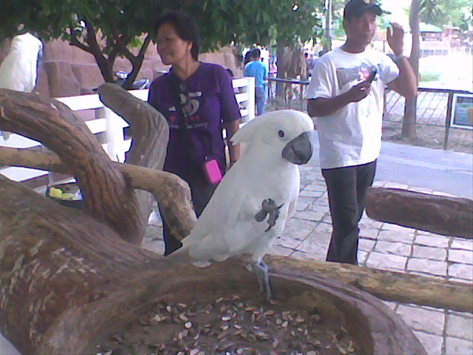 This bird in Baluarte Zoo seems to want to make friends, to combat her loneliness in captivity; a demonstration of optimism and a willingness to adapt to a strange environment, and definitely an attitude to emulate.