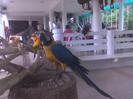 Seemingly wary and weary of spectators, this Baluarte Zoo bird stares back. An example of how some people may react to certain circumstances in life