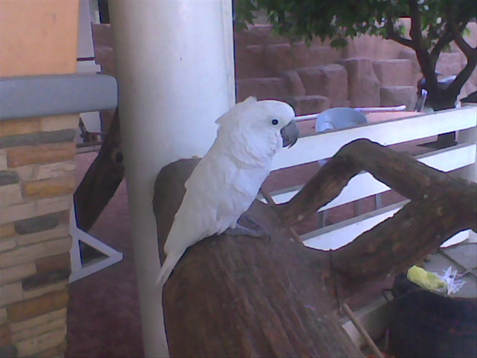 A lone bird, the sole representative of its species in Baluarte Zoo, much like an person in a diverse environment, in the company of others with similar characteristics yet still unique