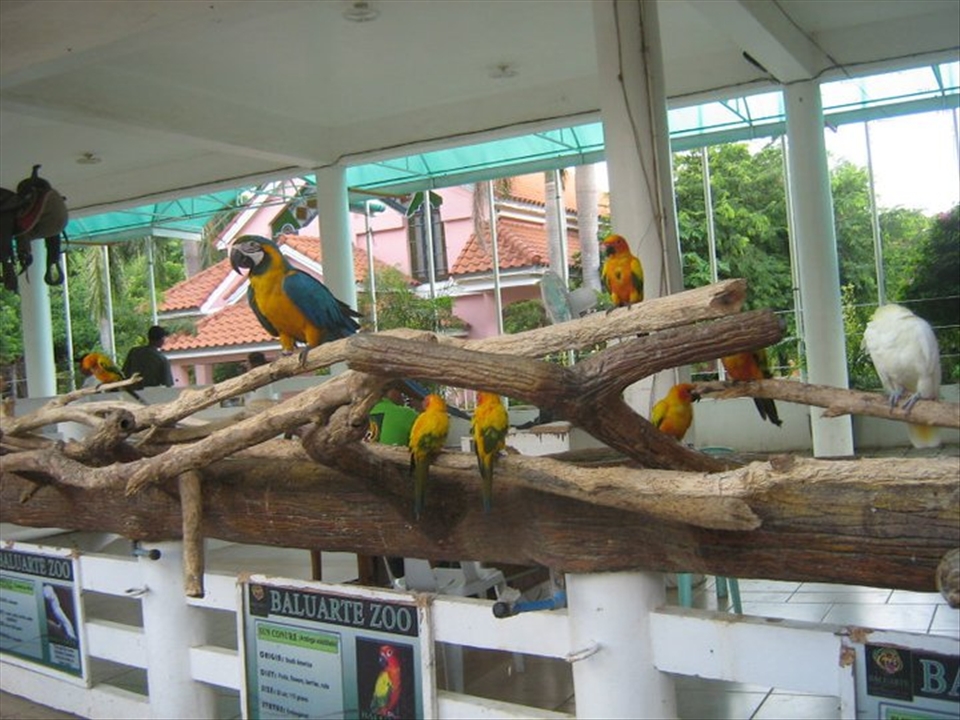 The birds in Baluarte Zoo, displayed for everyone to see; not caged but still otherwise restrained, a reminder of the way we mostly live: under scrutiny, not behind bars but still not completely free, bound by conventions . . .